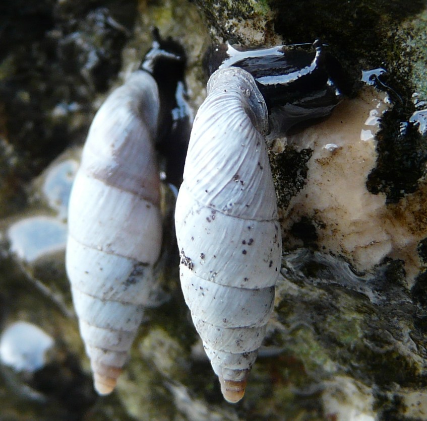 Medora macascarensis (Sowerby, 1828)